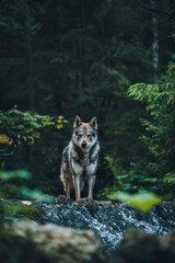 Dominant dog, similar to husky or malamute standing in the river in the forest. Wolf standing in the river. © Wolfdography studio