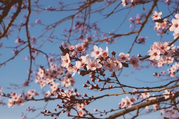 Spring blossoms. Tree branch with beautiful fresh pink flowers in full bloom, close up. Blooming sakura. Floral background.