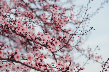 Spring blossoms. Tree branch with beautiful fresh pink flowers in full bloom, close up. Blooming sakura. Floral background.