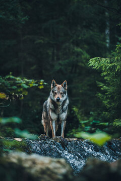 Dominant dog, similar to husky or malamute standing in the river in the forest. Wolf standing in the river.