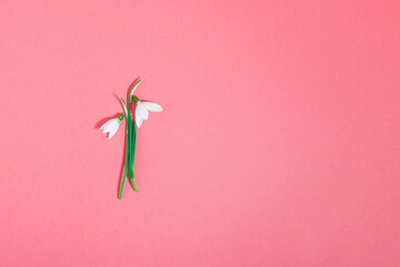 Fresh white Snowdrop flower on bright pink background announcing that spring is coming. Flat lay blooming minimal concept. Women's day blossom holiday greeting card with copy space.