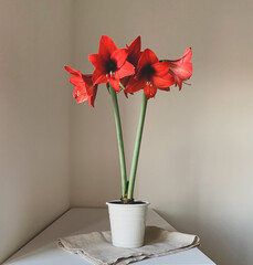 Beautiful fresh red amaryllis flowers in full bloom in vase against white background. Space for text. Minimalist still life.