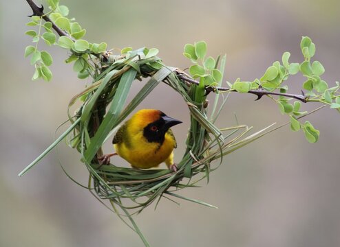 yellow weaver building nest
