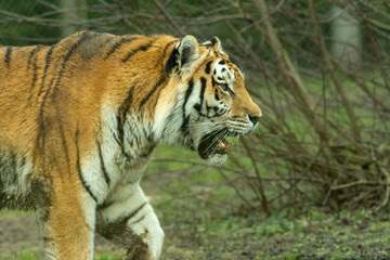 Fototapeta na wymiar Siberian tiger or Amur tiger (Panthera tigris tigris) prowling around its enclosure.