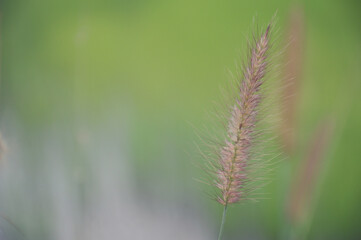 skunk grass green blur background Copy space, concept, assemble ads, website design