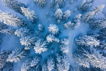 Winterwald mit verschneiten Tannenbäumen von oben