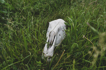 horse scull in green grass