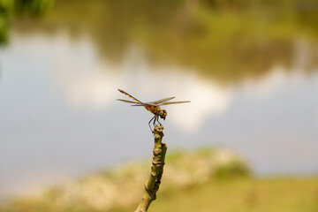 Uma libélula empoleirada em um galho com lago ao fundo desfocado.