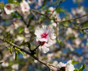 close-up of an almond flower on a tree branch on a sunny day in Agrigento, Italy