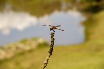 Uma libélula empoleirada em um galho com lago ao fundo desfocado.
