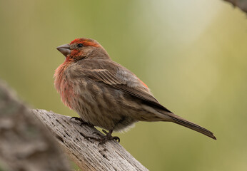 A red headed male house finch sitting on a post with plumped up feathers. 