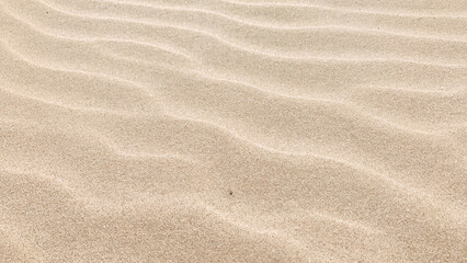 Fototapeta na wymiar 砂丘に現れる風紋