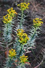 Cypress spurge, or graveyard weed (Euphorbia cyparissias) flowers