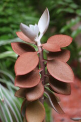 Kalanchoe orgyalis Żyworódka Cynamonowy Niedźwiedź © Perovskia