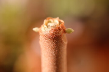 Kalanchoe orgyalis Żyworódka Cynamonowy Niedźwiedź © Perovskia