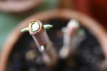 Kalanchoe orgyalis Żyworódka Cynamonowy Niedźwiedź © Perovskia