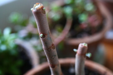 Kalanchoe orgyalis Żyworódka Cynamonowy Niedźwiedź © Perovskia