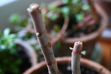 Kalanchoe orgyalis Żyworódka Cynamonowy Niedźwiedź © Perovskia