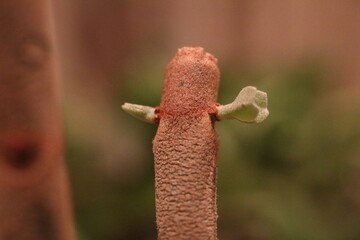 Kalanchoe orgyalis Żyworódka Cynamonowy Niedźwiedź © Perovskia