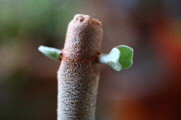 Kalanchoe orgyalis Żyworódka Cynamonowy Niedźwiedź © Perovskia