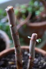 Kalanchoe orgyalis Żyworódka Cynamonowy Niedźwiedź © Perovskia