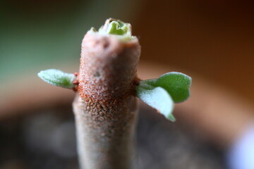 Kalanchoe orgyalis Żyworódka Cynamonowy Niedźwiedź © Perovskia
