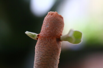 Kalanchoe orgyalis Żyworódka Cynamonowy Niedźwiedź © Perovskia