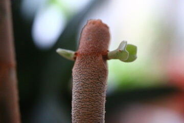 Kalanchoe orgyalis Żyworódka Cynamonowy Niedźwiedź © Perovskia