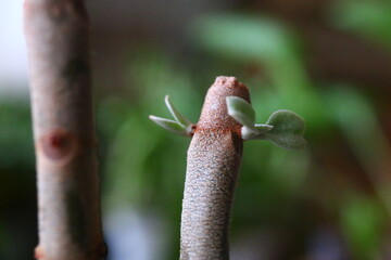 Kalanchoe orgyalis Żyworódka Cynamonowy Niedźwiedź © Perovskia
