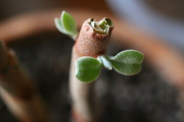 Kalanchoe orgyalis Żyworódka Cynamonowy Niedźwiedź © Perovskia