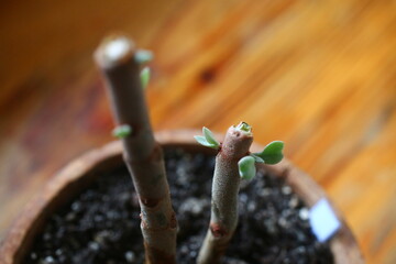 Kalanchoe orgyalis Żyworódka Cynamonowy Niedźwiedź © Perovskia