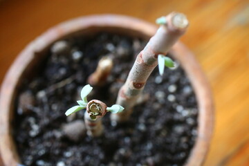 Kalanchoe orgyalis Żyworódka Cynamonowy Niedźwiedź © Perovskia