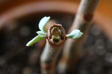 Kalanchoe orgyalis Żyworódka Cynamonowy Niedźwiedź © Perovskia