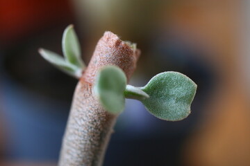 Kalanchoe orgyalis Żyworódka Cynamonowy Niedźwiedź © Perovskia