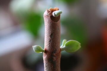 Kalanchoe orgyalis Żyworódka Cynamonowy Niedźwiedź © Perovskia