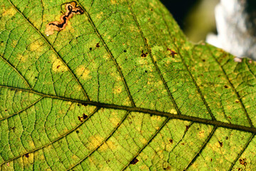Lines leaf of a tree