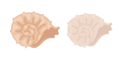 Seashell marine decoration for interior design. Vector isolated colorful element.