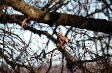 Birdwatching - eurasian jay on a branch