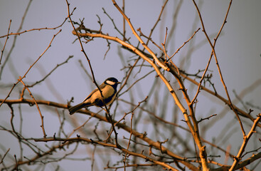 Birdwatching - blue tit on a branch