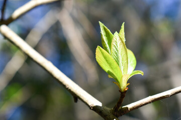 Branch of a tree with a new shoot