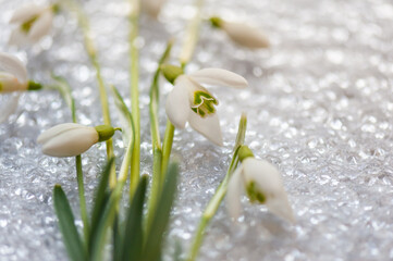 Snowdrop spring flowers. Delicate Snowdrop flower is one of the spring symbols and Martisor talisman. Fresh green well complementing the white blossoms. Soft focus. Close-up.