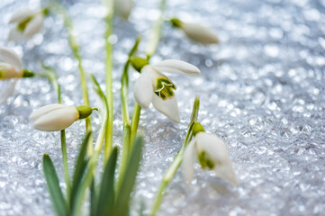 Snowdrop spring flowers. Delicate Snowdrop flower is one of the spring symbols and Martisor talisman. Fresh green well complementing the white blossoms. Soft focus. Close-up.
