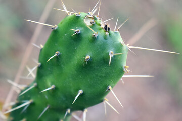 Prickly pear plant