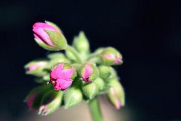 Flower buds before opening -Pink