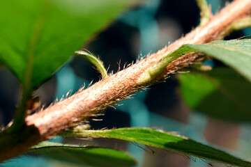 Detail of a branch with green leaves