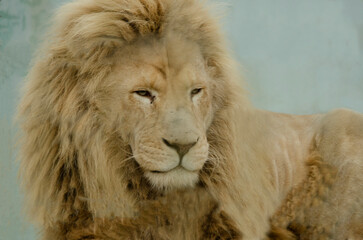 lion close-up