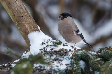 Eurasian Bullfinch, Eurasian Bullfinch female, bird in winter, bird eats a sunflower, 