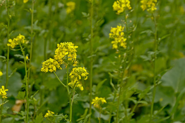 Yellow mustard flowers  selective focus with green bokeh background - Brassica alba. Manure crop growing on an agrarican field in winter.