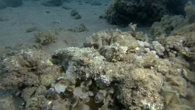 Pair of Scorpion fish lie on coral reef. Bearded Scorpionfish (Scorpaenopsis barbata). 4K-60fps