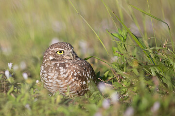 Burrowing Owl